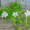 White Cypress Vine - Flowers