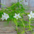 White Cypress Vine - Flowers