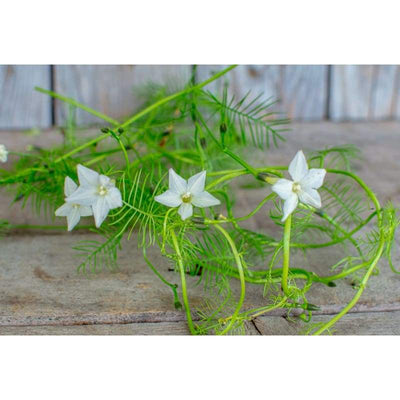CYPRESS WHITE VINE - Flowers