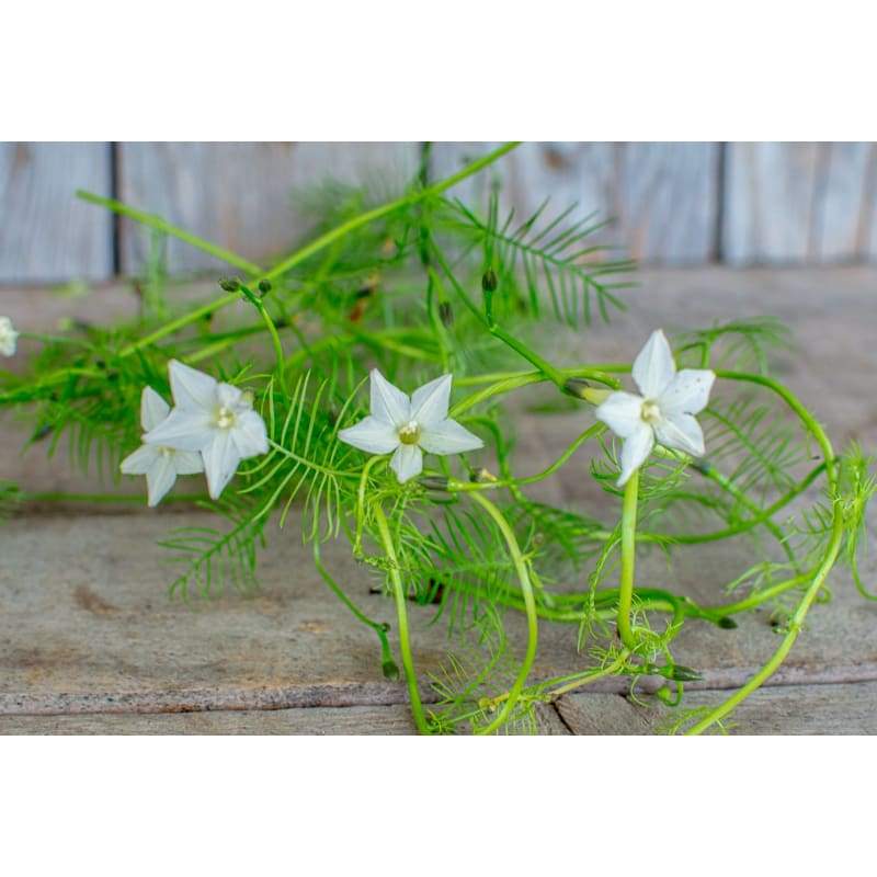 White Cypress Vine - Flowers