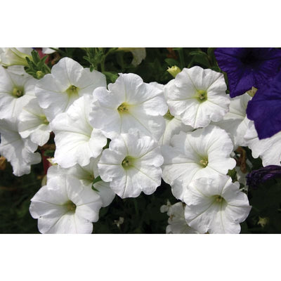 White Easy Wave Petunia - Flowers
