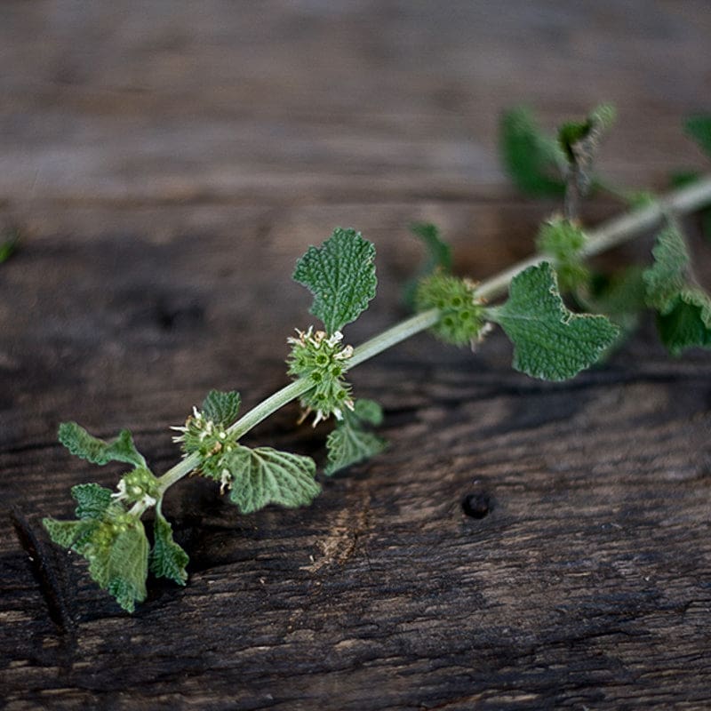 White Horehound