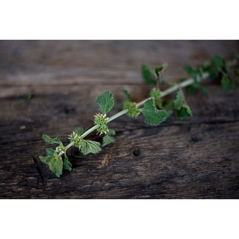 White Horehound