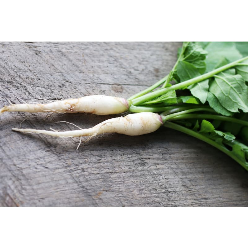 White Icicle Radish (Heirloom 30 Days) - Vegetables