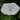 White Moonflower Morning Glory - Flowers