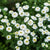 White Pompon Feverfew