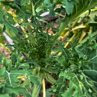 White Russian Kale (50 Days) - Packet - Vegetables