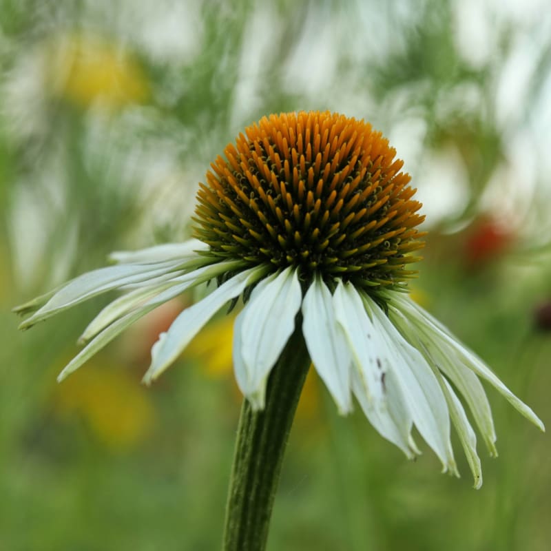 growing echinacea white swan from seed White Swan Echinacea