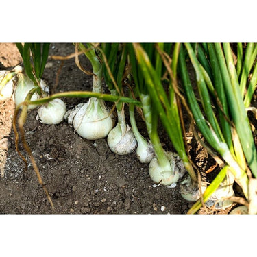 White Sweet Spanish Onion (110 Days) - Vegetables