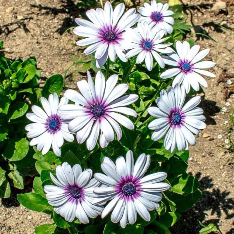 White with Purple Eye African Daisy - Flowers