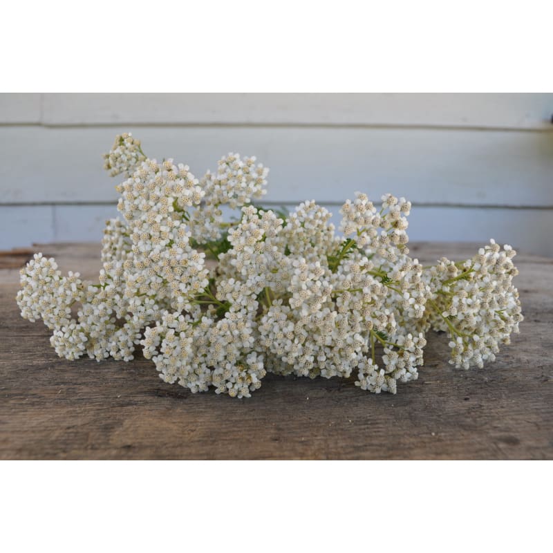 White Yarrow - Flowers