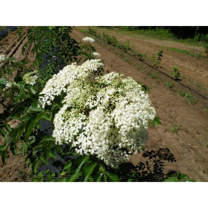 Wild Elderberry - Spring