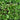 Wild Garden Lettuce Mix (Organic 40-60 Days) - Vegetables