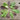 Wild Garden Lettuce Mix (Organic 40-60 Days) - Vegetables