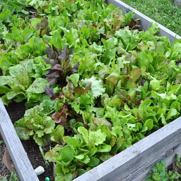 planting lettuce seeds outside Wild Garden Lettuce Mix (Organic 40-60 Days) Lactuca sativa – Pinetree Garden Seeds