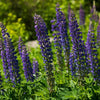 Wild Lupine Mix - Flowers