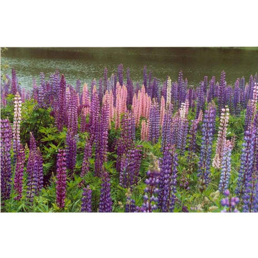 Lupine - Wild Mix - Flowers
