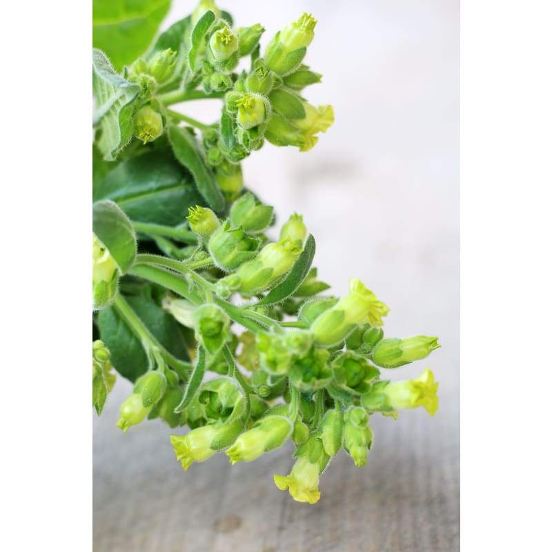 can you grow tobacco in mississippi The Searing Beauty, and Harsh Reality, of a Kentucky Tobacco Harvest can you grow tobacco in mississippi The Searing Beauty, and Harsh Reality, of a Kentucky Tobacco Harvest