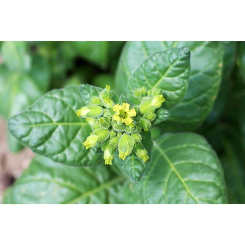 Wild Nicotiana - Flowers