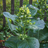 Wild Nicotiana - Flowers
