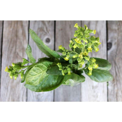 Nicotiana - Wild - Flowers