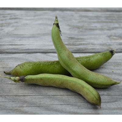Windsor Fava Bean (75 Days) - Vegetables