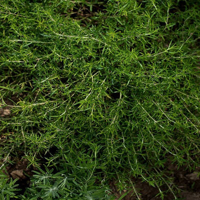 Winter Savory - Herbs