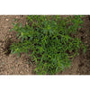 Winter Savory - Herbs