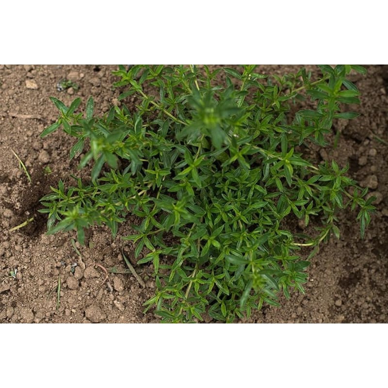 Winter Savory - Herbs