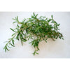 Winter Savory - Herbs