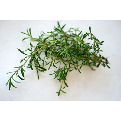 Winter Savory - Herbs