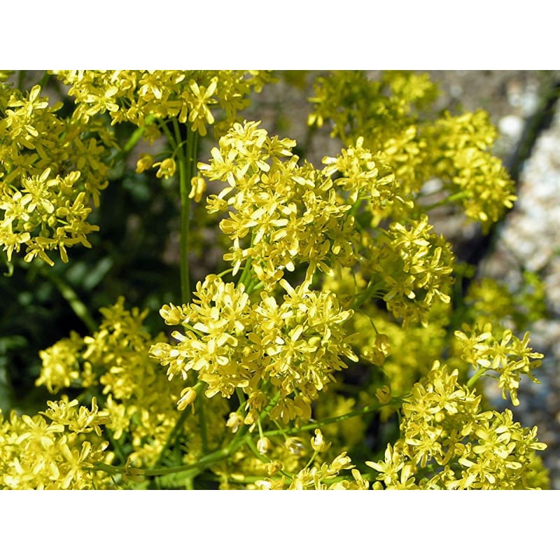 woad plant seeds Woad