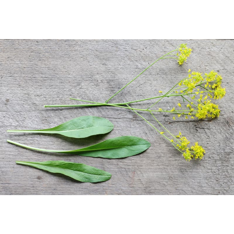 woad plant seeds Woad