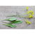 Woad - Herbs