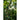 Yard Long Bean (90 Days Heirloom) - Vegetables