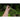 Yard Long Bean (Heirloom 90 Days) Vegetables