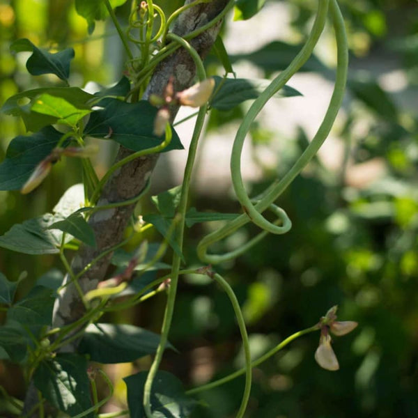 long beans plant in pot Yard Long Bean (Heirloom 90 Days ) – Pinetree Garden Seeds