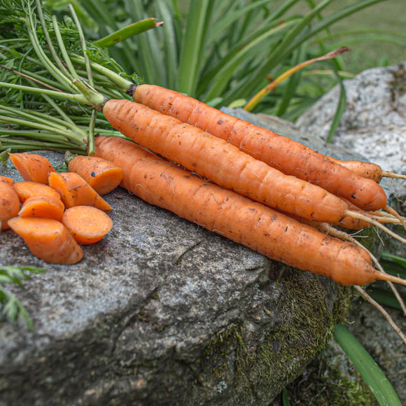 Yaya Carrot (F1 Hybrid 55 Days Organic) Garden Seeds