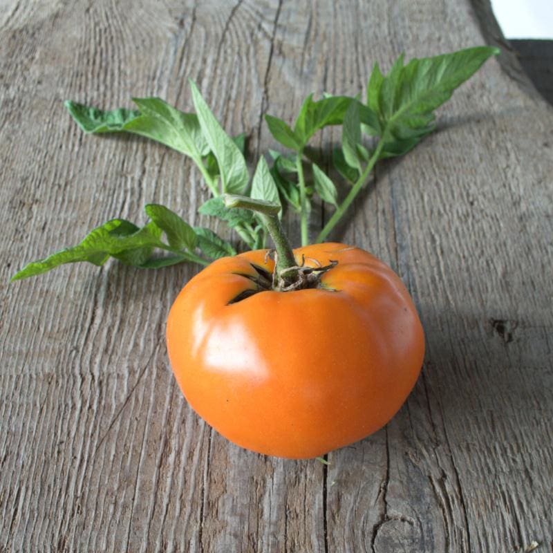 Yellow Brandywine Tomato (80 Days)