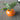Yellow Brandywine Tomato (80 Days) - Vegetables