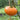 Yellow Brandywine Tomato (80 Days) - Vegetables