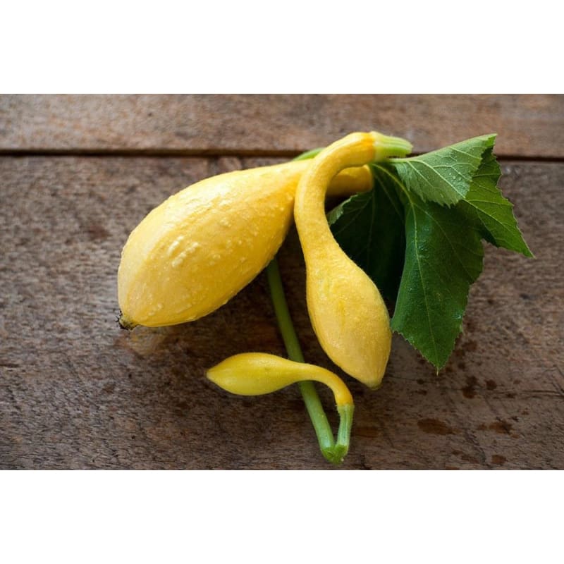 Seed Kingdom Squash Yellow Crookneck – BULK 1,000 Seeds – Heirloom Garden Vegetable