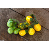 Yellow Pear Tomato (Heirloom 80 Days) - Vegetables