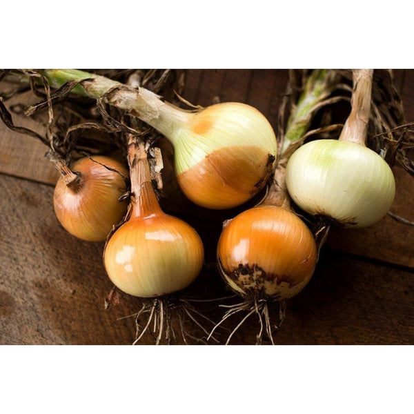Yellow Sweet Spanish Onion (107 Days) – Pinetree Garden Seeds