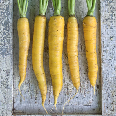 Yellowstone Carrot (Organic 75 Days)