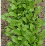 Yu Choi Sum Greens (20 Days) - Vegetables