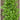 Yu Choi Sum Greens (20 Days) - Vegetables