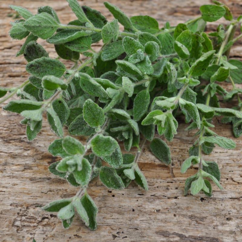 Zaatar Tree Zaatar-Origanum syriacum – Pinetree Garden Seeds