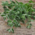 Zaatar - Herbs
