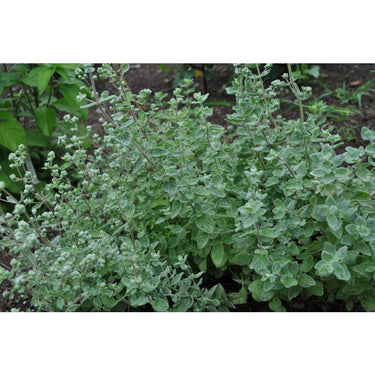 Zaatar - Herbs